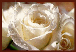 rose blanche